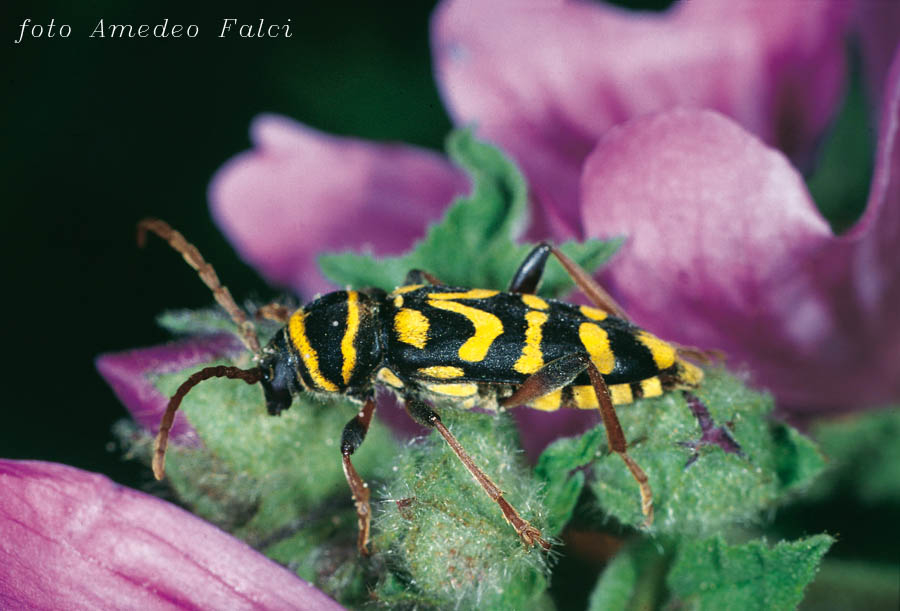 Plagionotus scalaris (Cerambycidae)